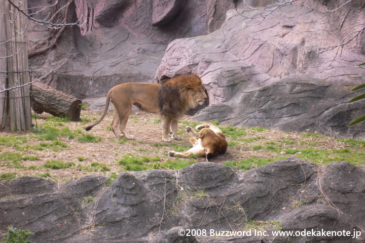 東山動物園 ライオン 夫婦 2008