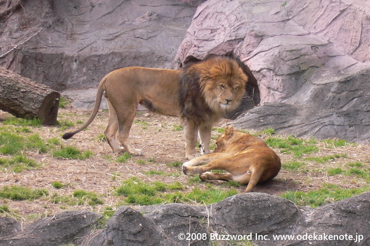 東山動物園 ライオン 夫婦 2008
