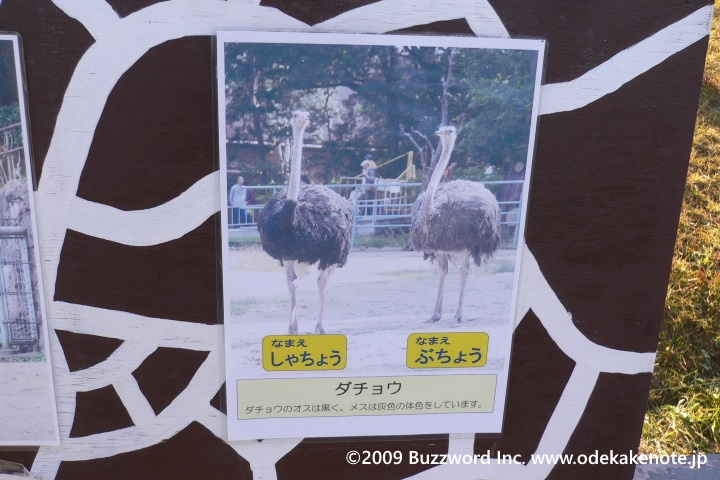 東山動植物園 ダチョウ 2009