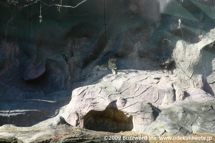東山動植物園 ライオン 2009