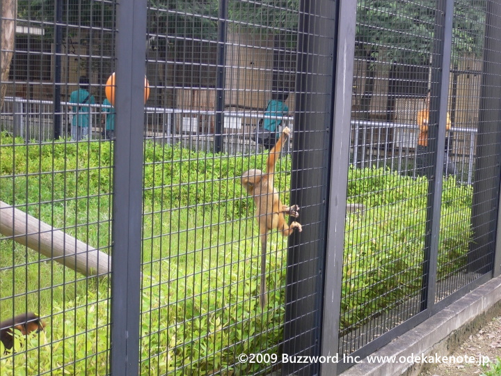 東山動植物園 キンシコウ 赤ちゃん 2009
