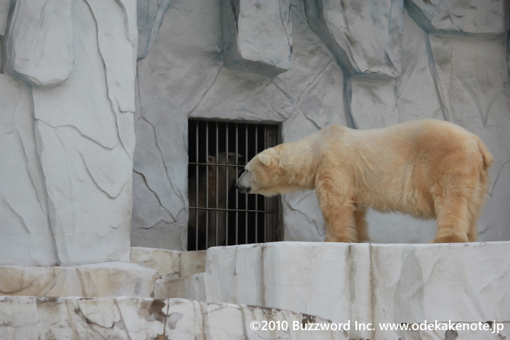 東山動物園 シロクマ 2010