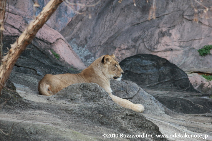 東山動物園 ライオン 2010