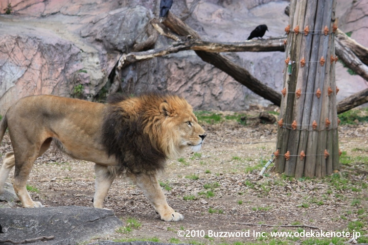 東山動物園 ライオン 2010