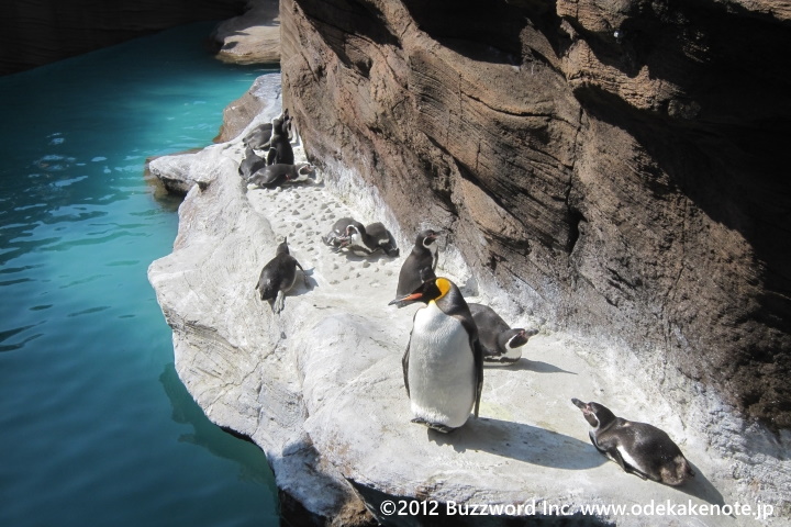 東山動植物園 ペンギン 2012