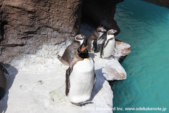 東山動植物園 ペンギン 2012