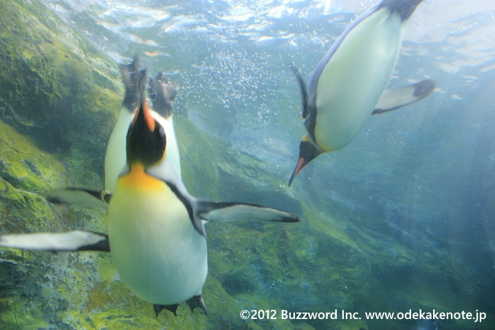 旭山動物園 ペンギン 2012