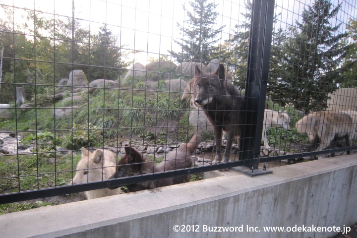 旭山動物園 オオカミ 2012