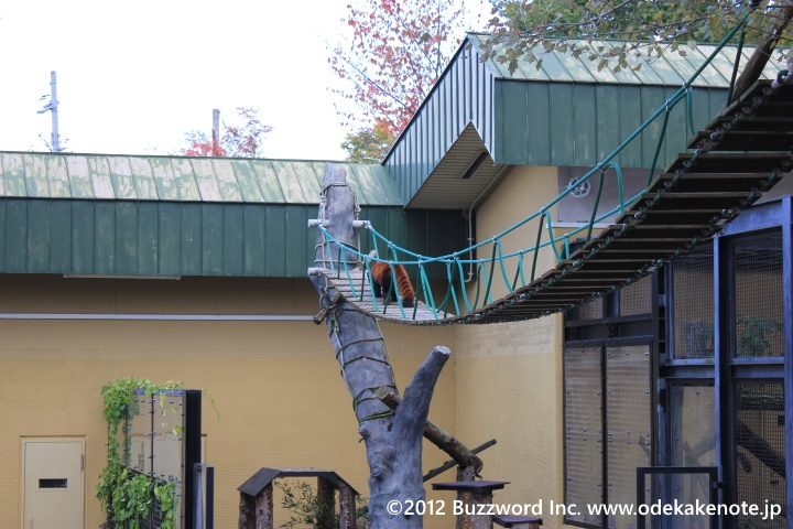 旭山動物園 レッサーパンダ 2012