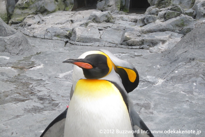 旭山動物園 ペンギン 2012