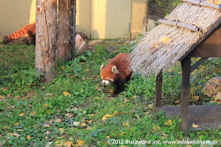 旭山動物園 レッサーパンダ 2012
