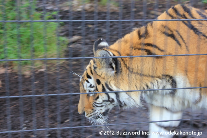 旭山動物園 トラ 2012