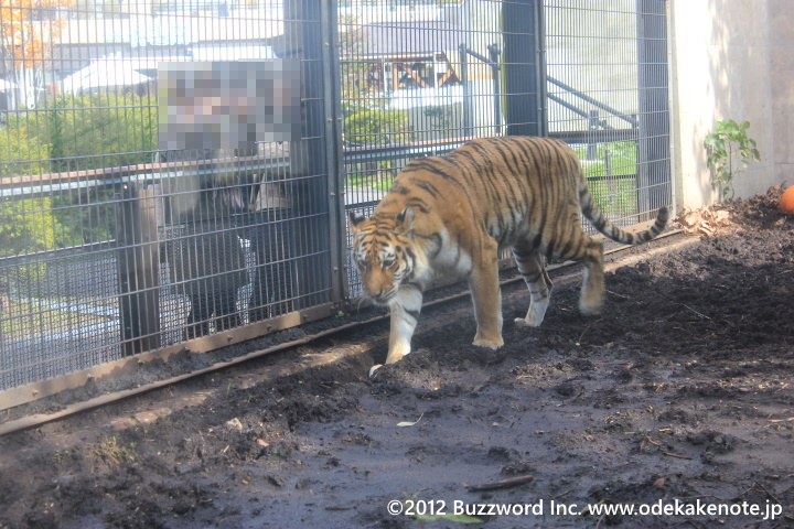 旭山動物園 トラ 2012