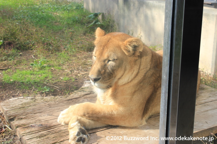 旭山動物園 ライオン 2012