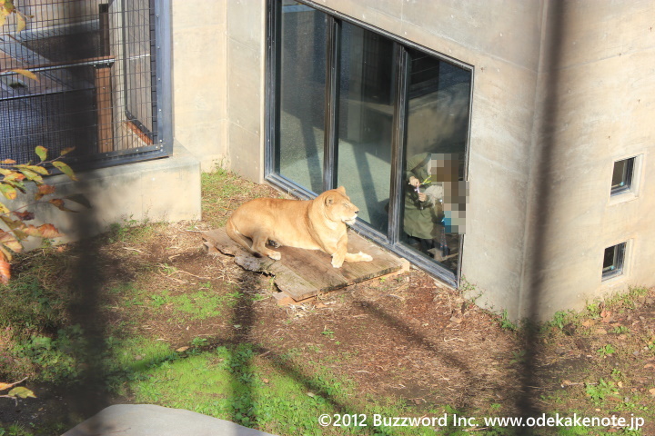 旭山動物園 ライオン 2012
