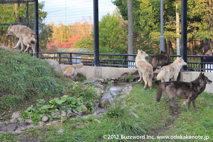 旭山動物園 オオカミ 2012