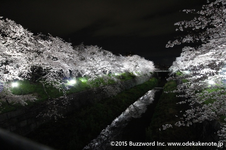 山崎川 桜 ライトアップ 2015