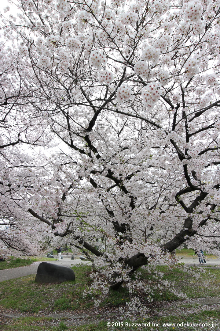 名古屋城 桜 2015