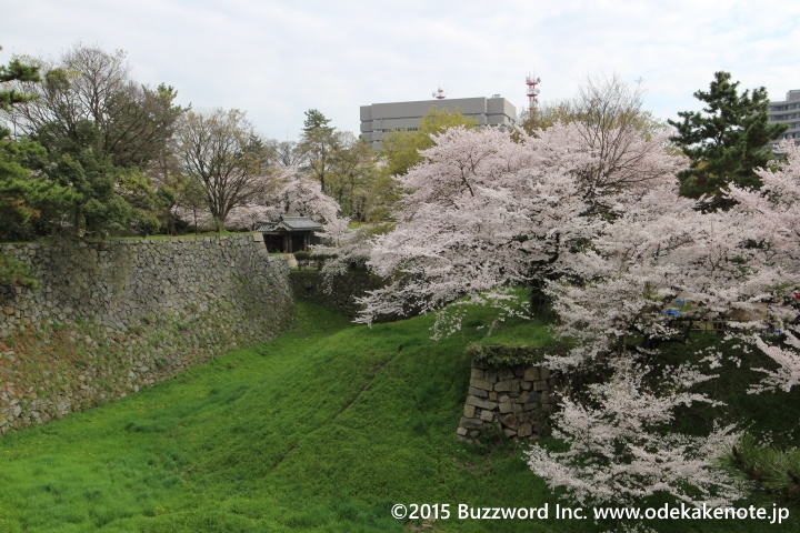 名古屋城 桜 2015