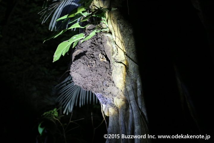 リゾナーレ西表島 夜のジャングル探検 2015