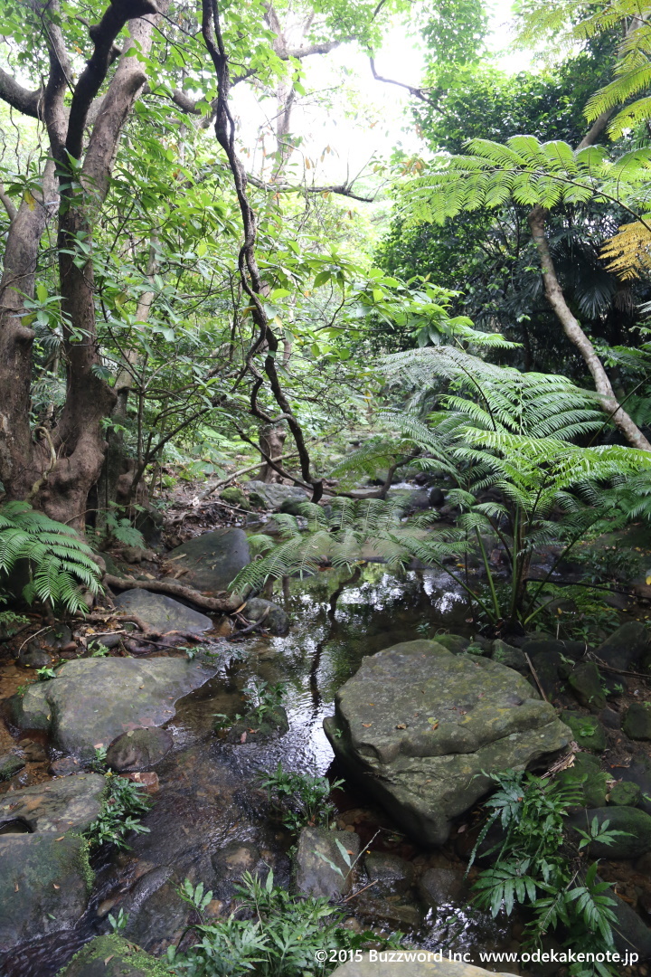 リゾナーレ西表島 朝のジャングルリフレッシュ 2015