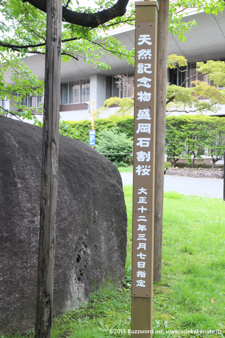 石割桜 2015