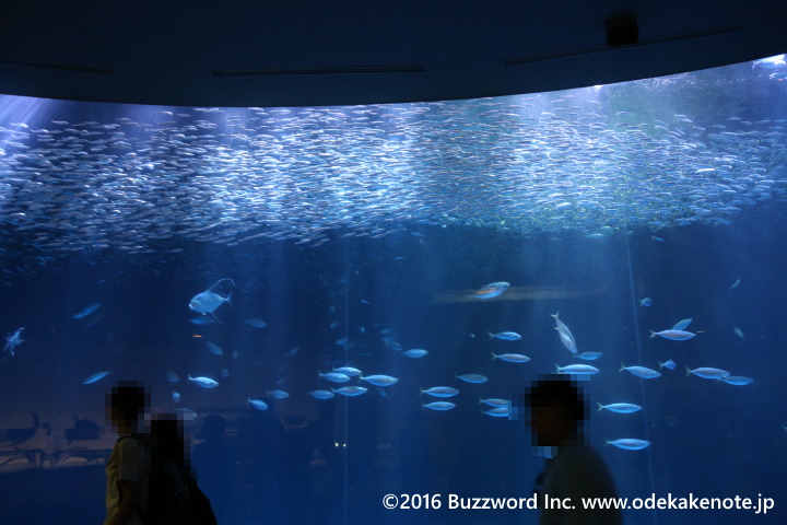 名古屋港水族館 ナイトアクアリウム イワシの水槽 2016