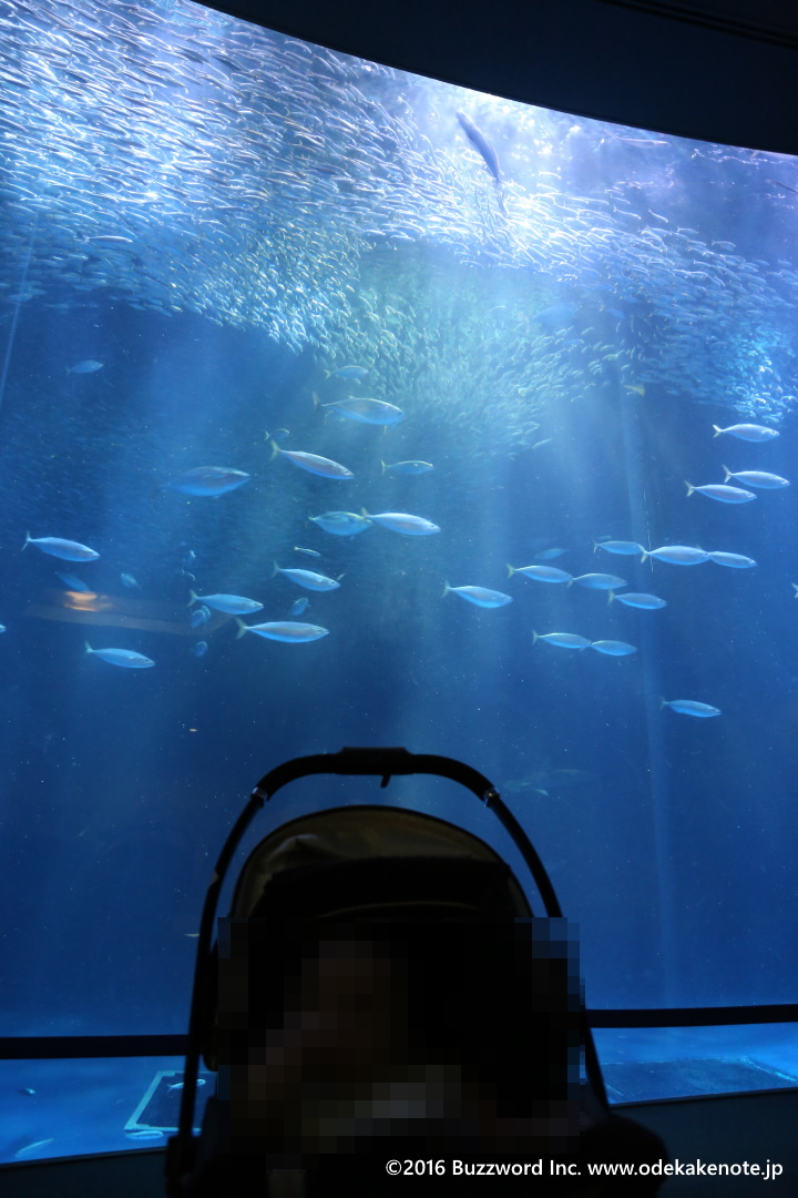 名古屋港水族館 ナイトアクアリウム イワシの水槽 2016