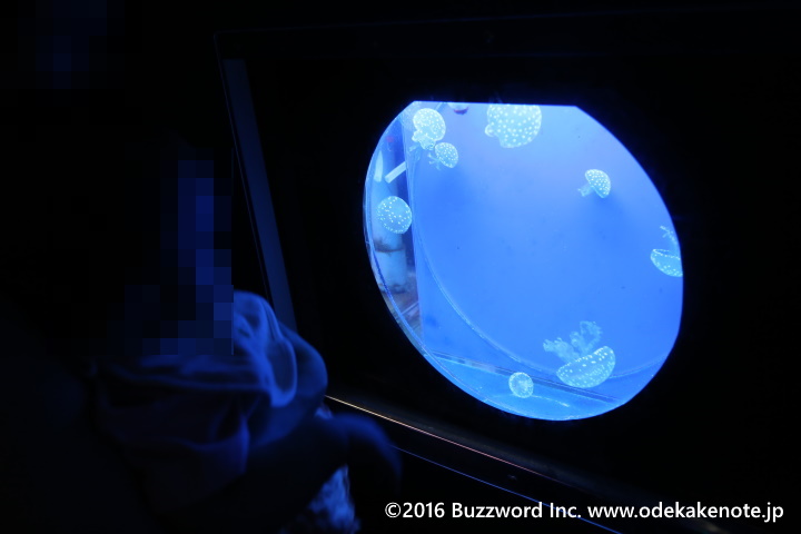 名古屋港水族館 ナイトアクアリウム クラゲ 2016