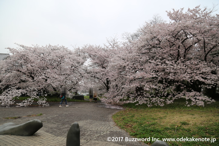 名城公園彫刻の庭 桜 2017