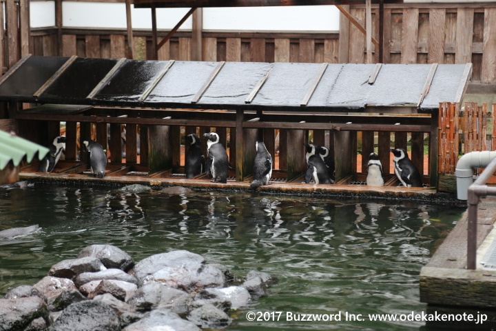 掛川花鳥園 ペンギンプール 2017