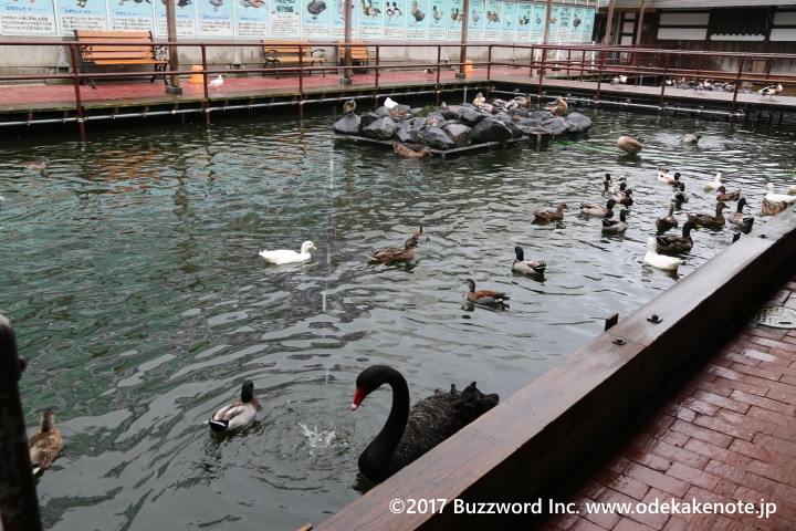 掛川花鳥園 オシドリの池 2017