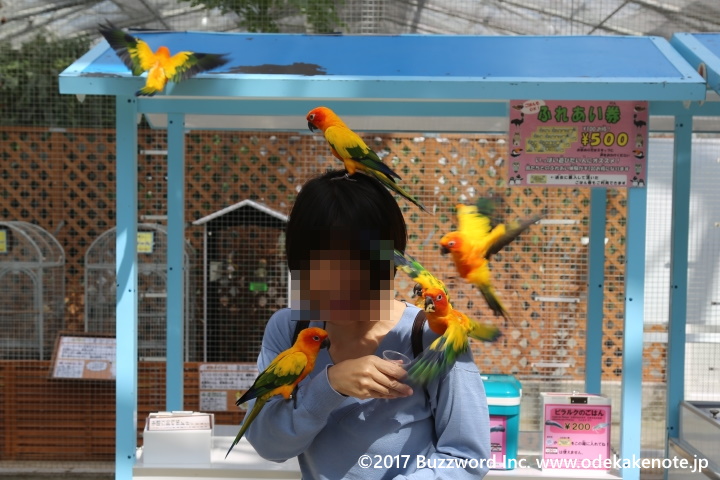 掛川花鳥園 インコのすいれんプール 2017