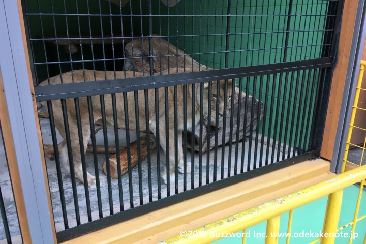 大内山動物園 ライオン 2018