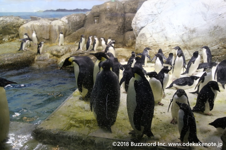 アドベンチャーワールド 海獣館 ペンギン 2018