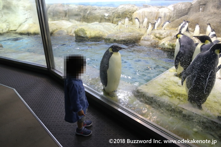アドベンチャーワールド 海獣館 ペンギン 2018