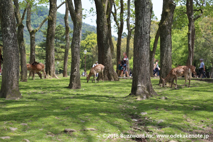 奈良公園 鹿 2018