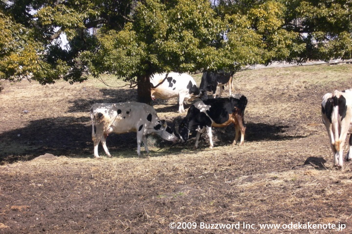 農業センター 牛 2009