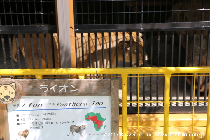 大内山動物園 ライオン 2017