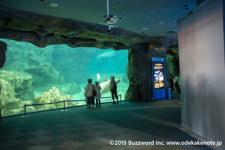 名古屋港水族館 サマーナイトアクアリウム ベルーガ 2019