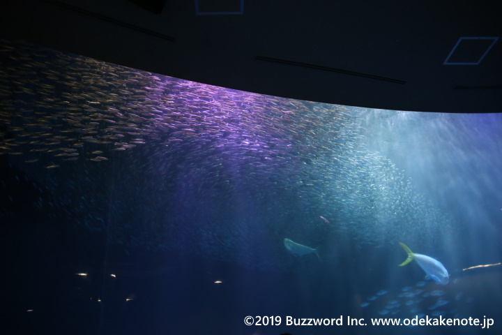 名古屋港水族館 サマーナイトアクアリウム マイワシ 2019