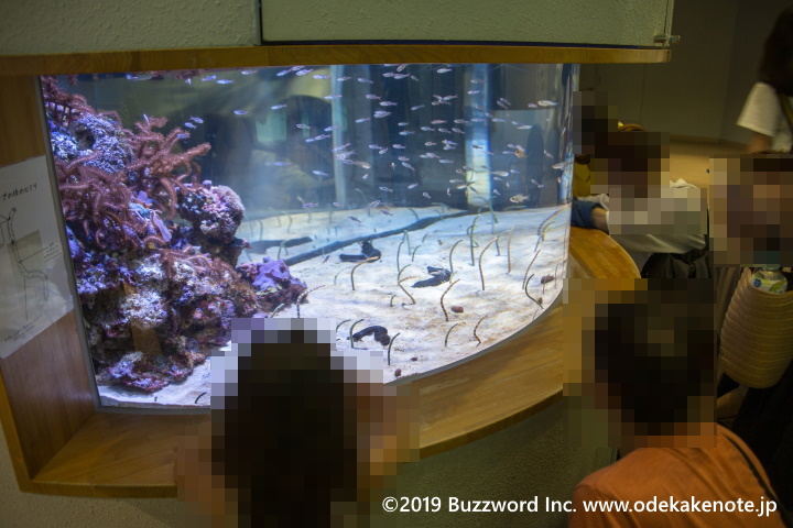 名古屋港水族館 サマーナイトアクアリウム チンアナゴ 2019