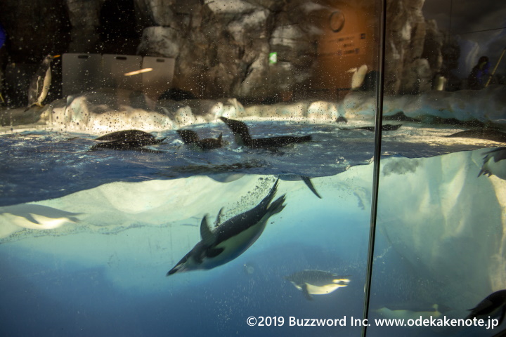名古屋港水族館 サマーナイトアクアリウム ペンギン 2019