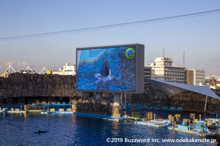 名古屋港水族館 サマーナイトアクアリウム シャチのトレーニング 2019