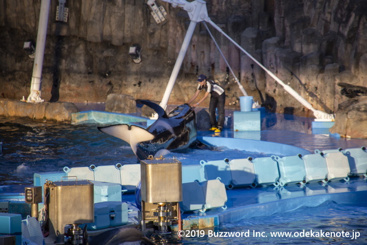名古屋港水族館 サマーナイトアクアリウム シャチのトレーニング 2019