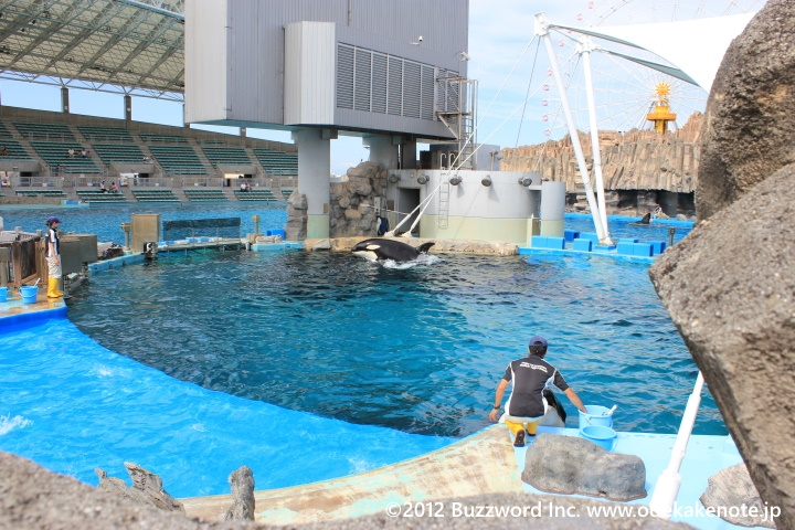 名古屋港水族館 シャチのトレーニング 2012