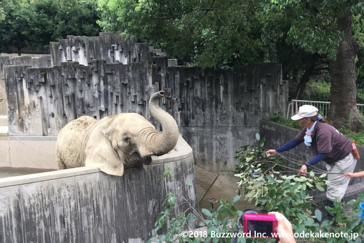 東山動植物園 アフリカゾウ 2018