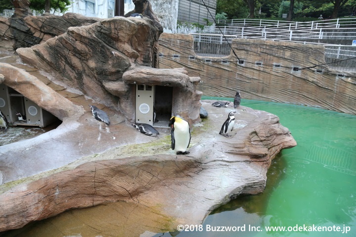 東山動植物園 ペンギン 2018