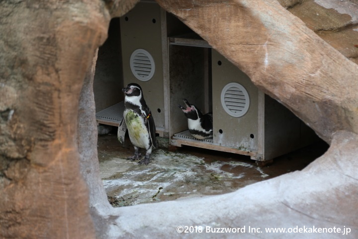 東山動植物園 ペンギン 2018