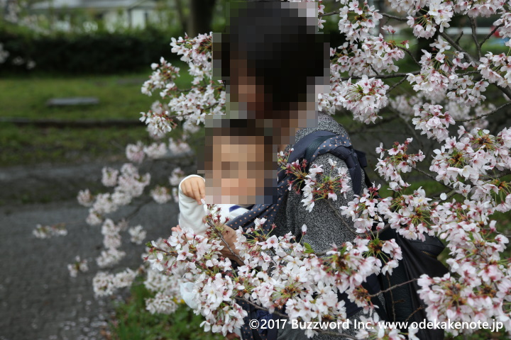 名城公園彫刻の庭 桜 2017